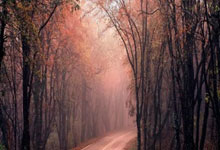 张本美和印度夺冠！老爸台下激动相拥，兄妹“饮食难题”引遐想.